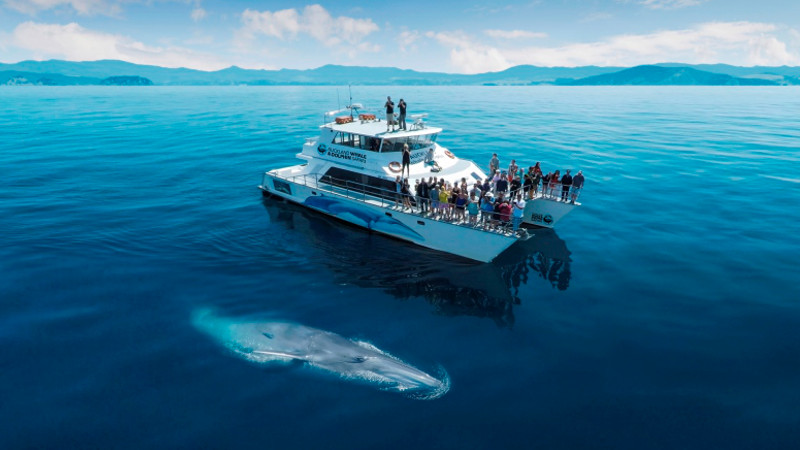 Whale Dolphin Safari Auckland 